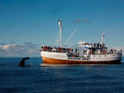 Whalesafari Andenes Vesteralen