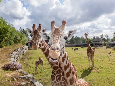 Dyreparken, Kristiansand Zoo and Amusement Park