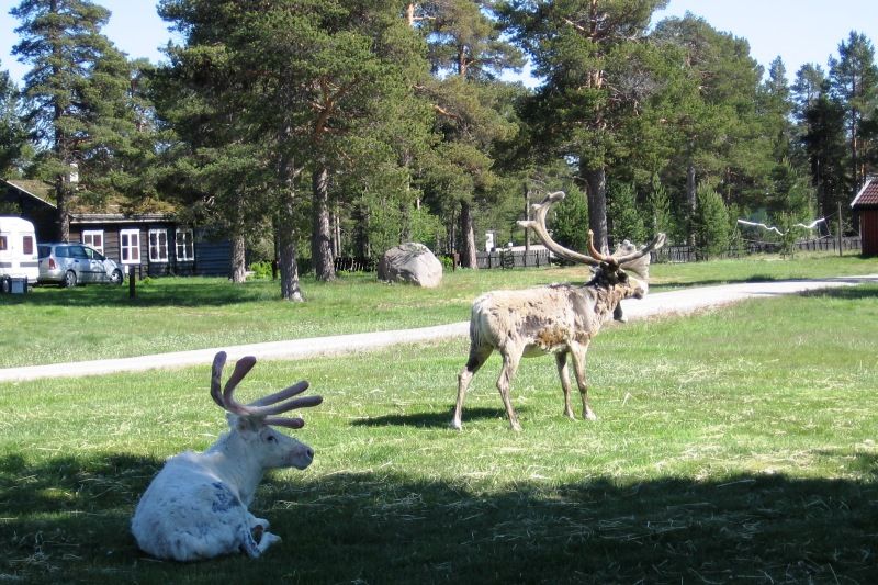 Femundtunet Camping rendieren op de camping