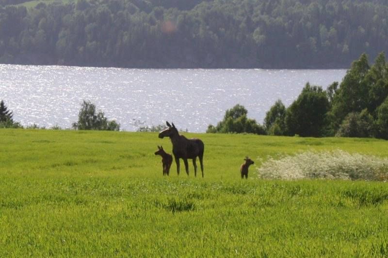 Olberg Camping elanden spotten